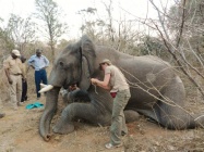 Lisa attaching a special monitor to keep an eye on the heart beat, blood pressure & oxygen levels  - note the stick inserted in the end of the trunk to keep it open for the elephant to breathe